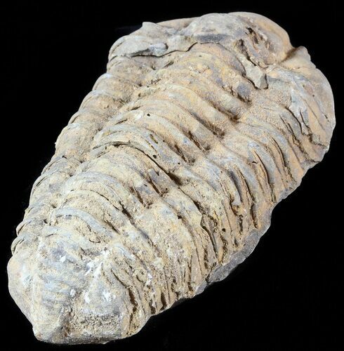 Calymene Trilobite From Morocco - Large Size #49640